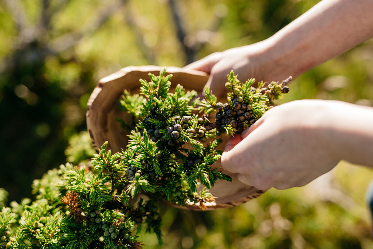 Picking juniper berries in Finnish nature