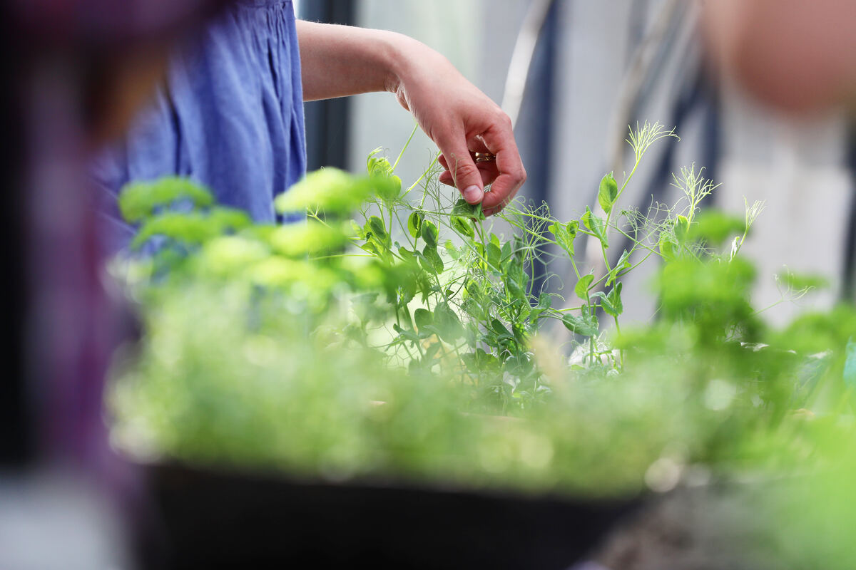 Tending fresh herbs and pea shoots